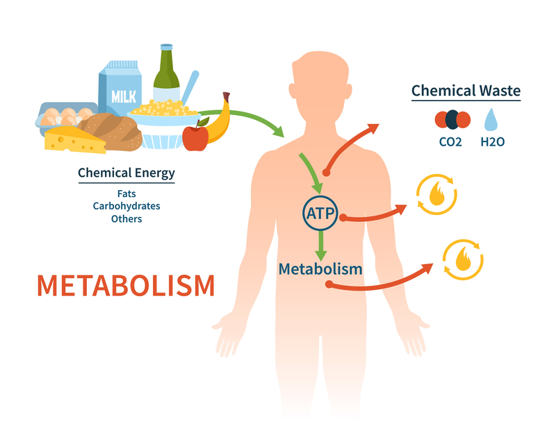 A Slow Metabolism Is Good? | Shutterstock