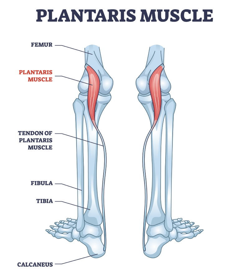 No Need for a Certain Muscle | Shutterstock