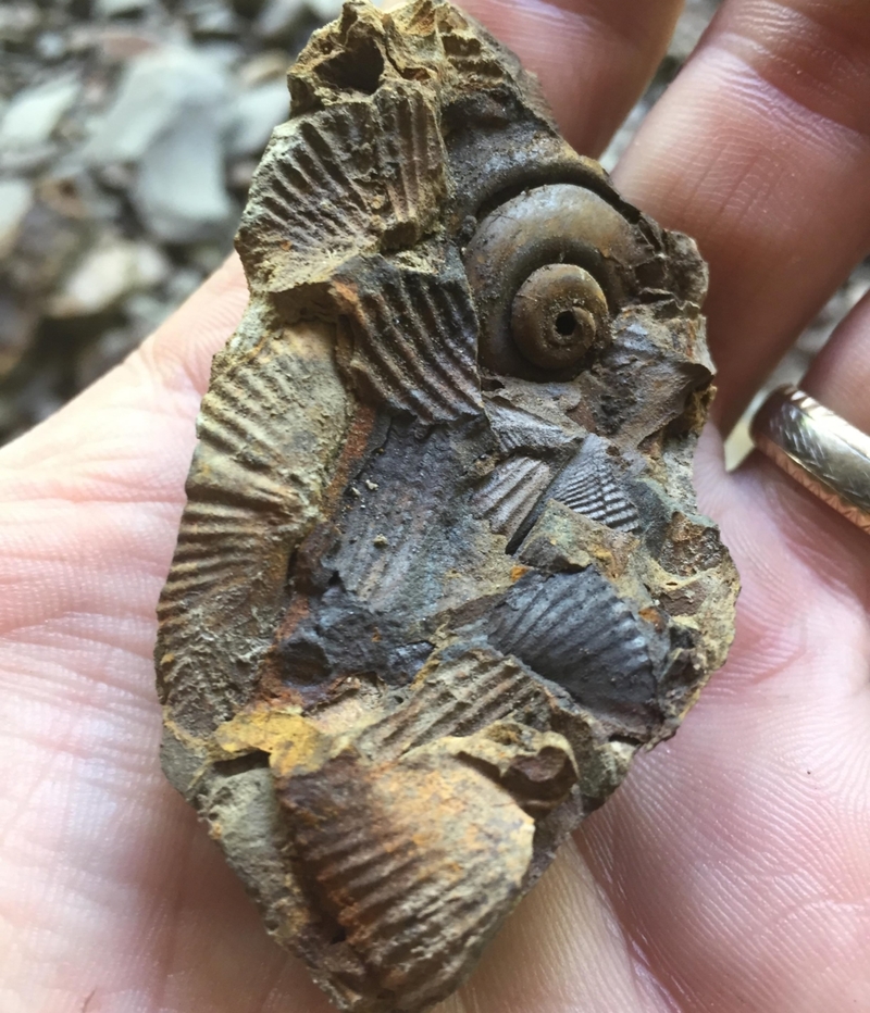 Ein weiteres Fossil! | Reddit.com/Anonymous