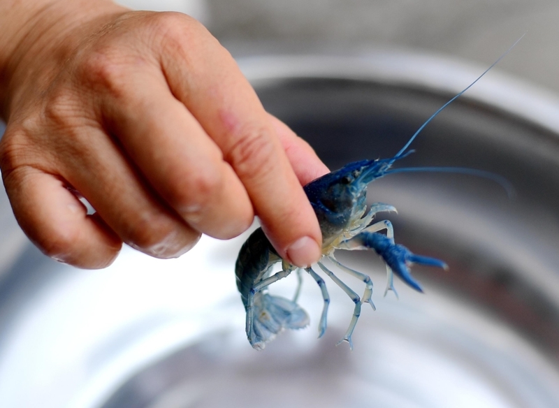 Ein tiefblauer Flusskrebs | Alamy Stock Photo by Imaginechina Limited 