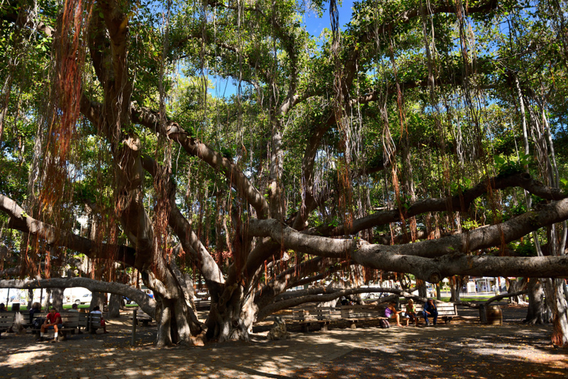 The Largest Tree in the World | Alamy Stock Photo