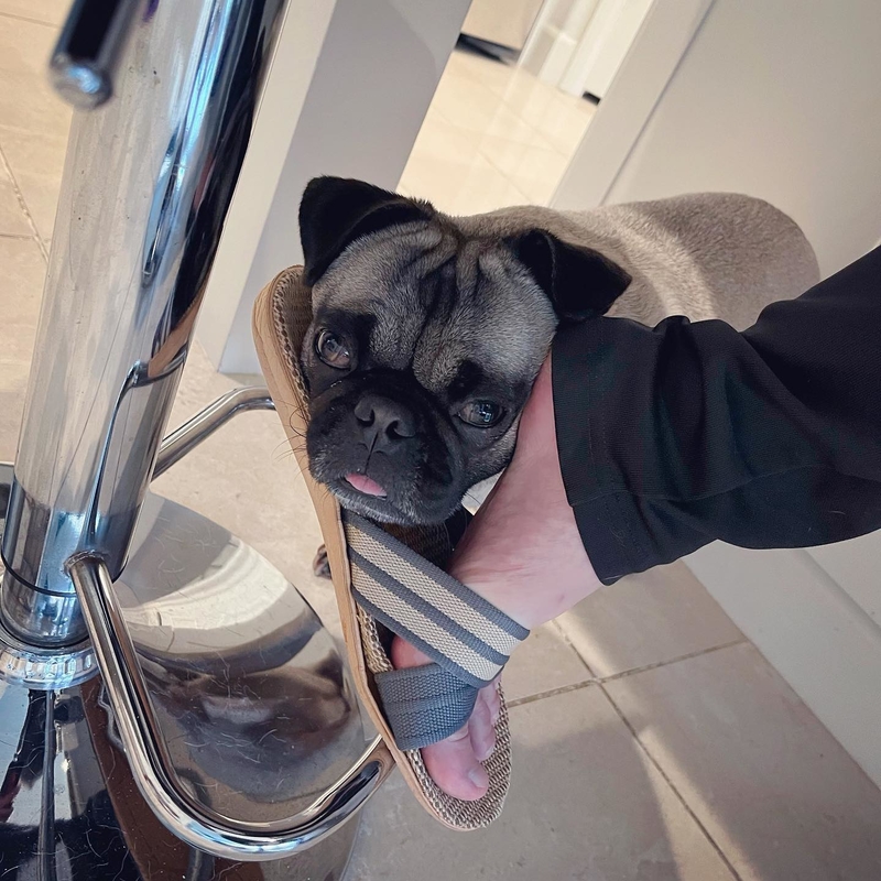 Tiene que ser el centro de atención sea como sea | Instagram/@mantou_kiki_pugslife