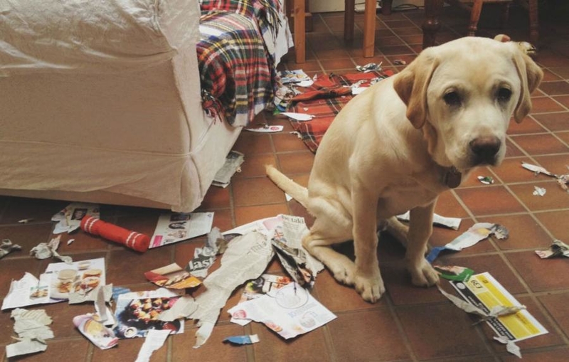 Tranquilos, los he salvado del correo | Imgur.com/Trimble