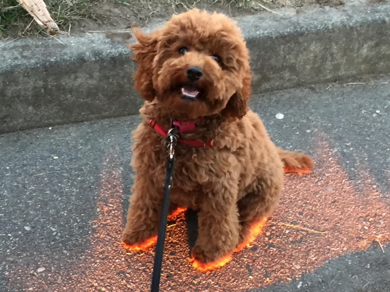 Dieser Hund ist Feuer und Flamme | Imgur.com/Itsmeerl