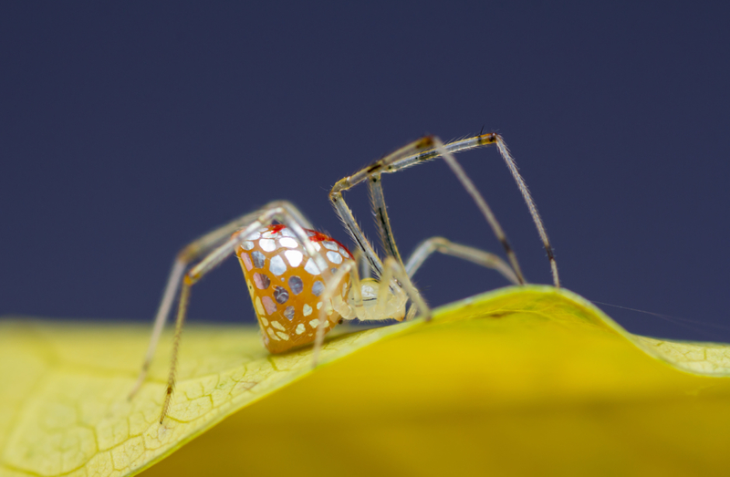 Dies ist eine Buntglas-Spinne! | Getty Images Photo by Manoj Kumar Tuteja