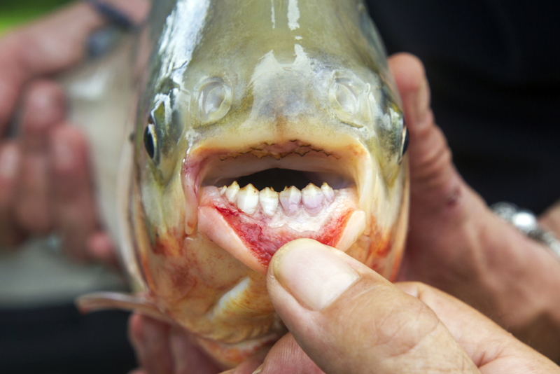 Menschliche Zähne an einem Fisch? Das ist einfach nur seltsam | Getty Images Photo by jean-claude soboul