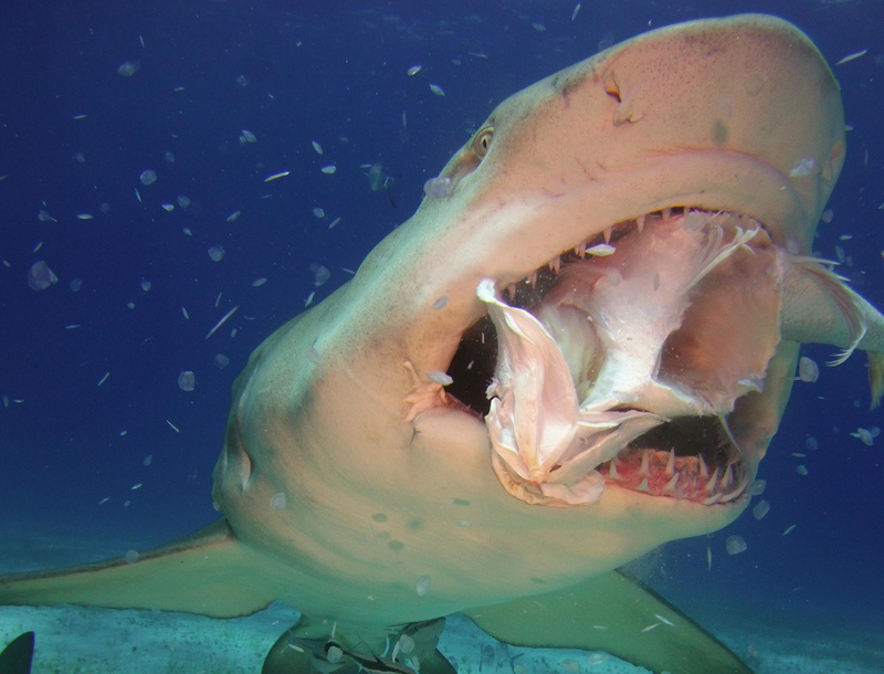 Baby Shark?! | Shutterstock