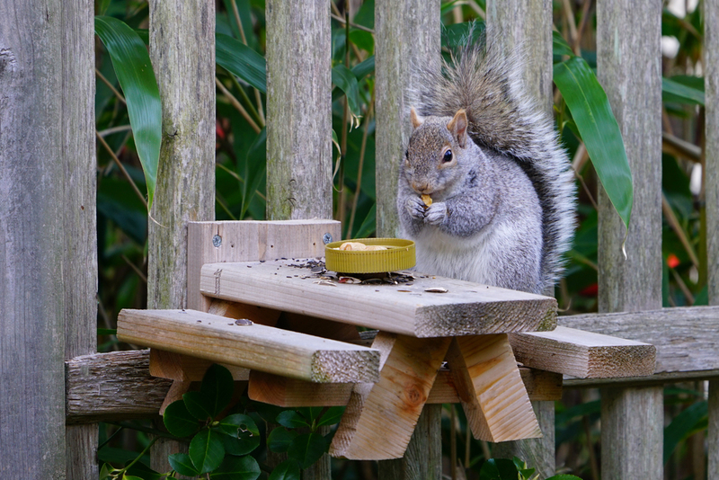 Alimentador de esquilos | Shutterstock