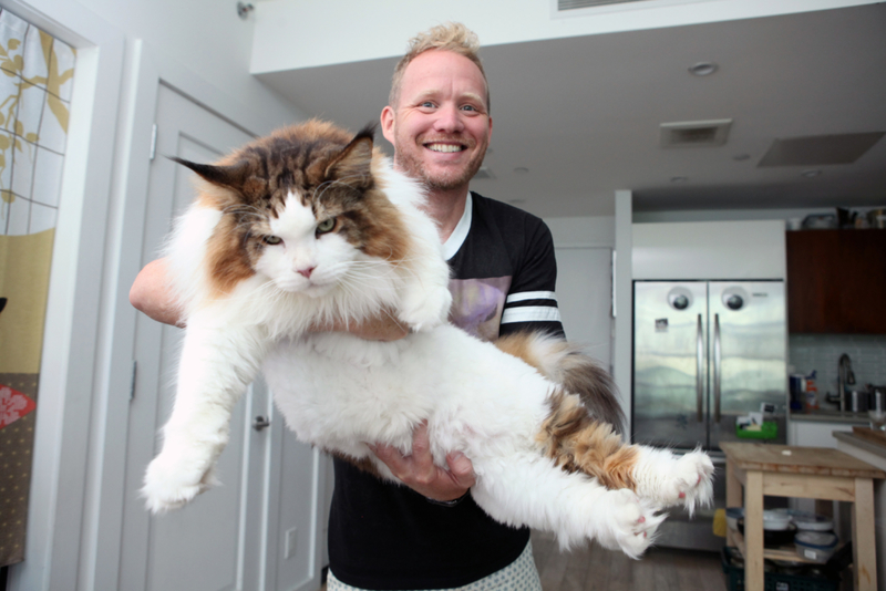 Die Maine-Coon-Katze | Getty Images Photo by Ruaridh Connellan/Future Publishing