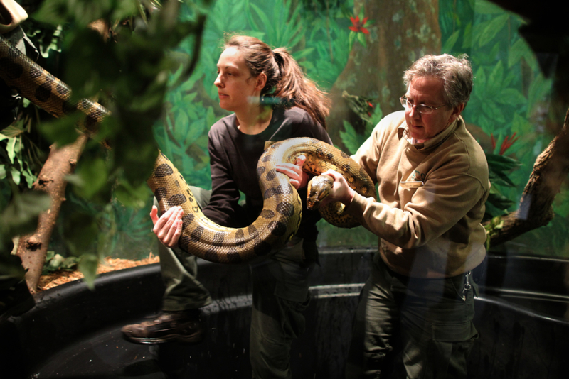 Giganten des Amazonas | Getty Images Photo by Jonathan Wiggs/The Boston Globe