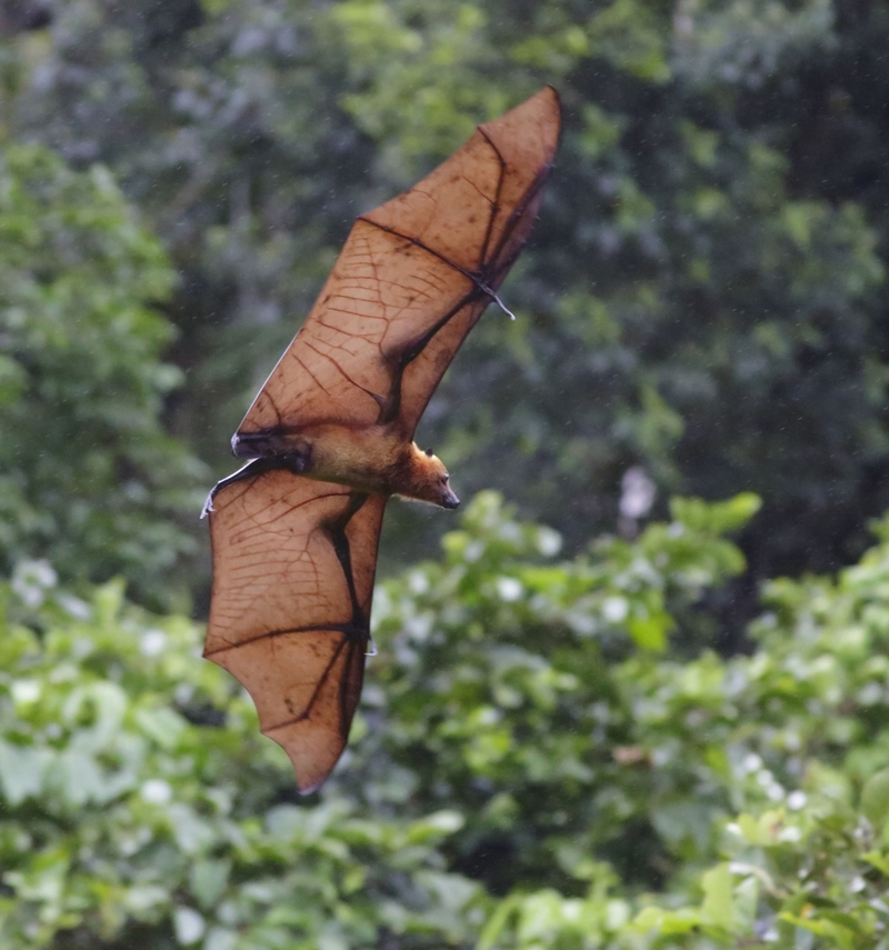 5 Fuß Bismarck Flying Fox von Neuguinea | Alamy Stock Photo