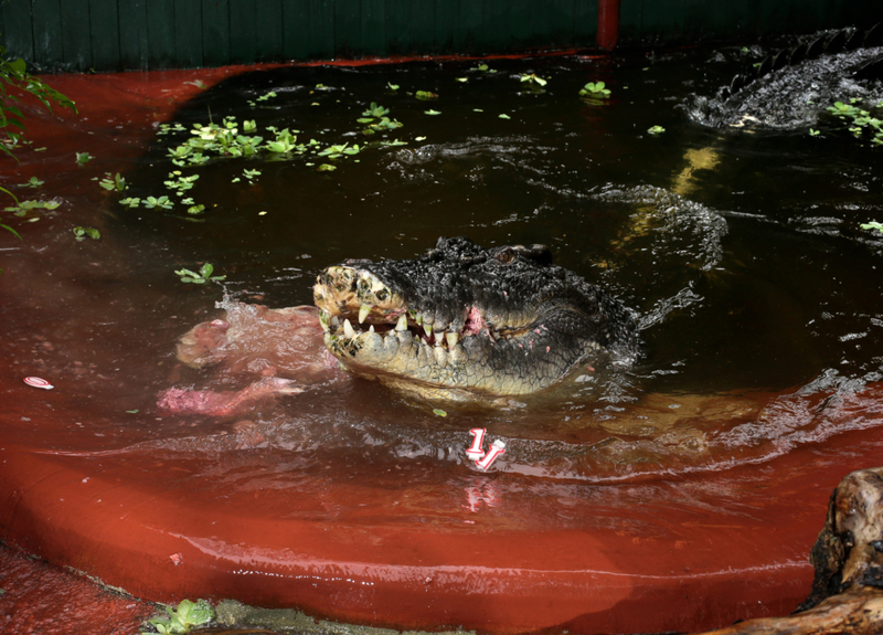 Cassius, das Riesenkrokodil | Getty Images Photo by Marc McCormack/Newspix