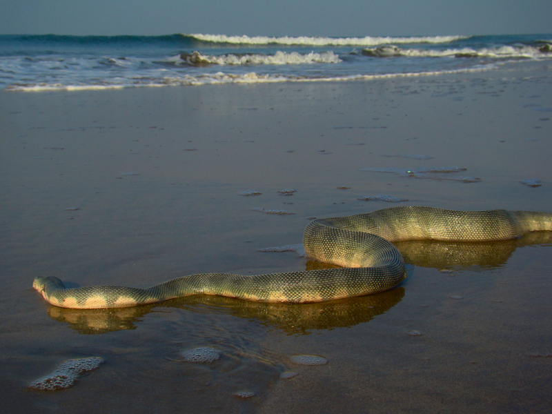 DUMAS BEACH, INDIEN | Getty Images Photo by author