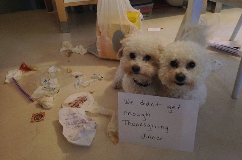 Ação de Graças é para os cães | Imgur.com/PtKqxMr