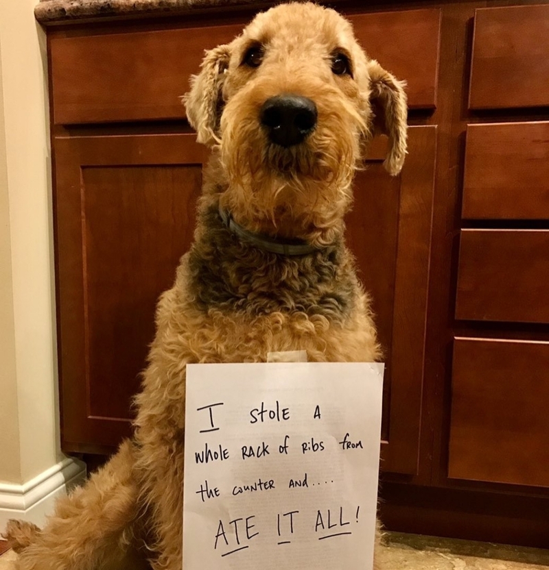 Ele parece tão arrependido | Instagram/@mollietheairedale