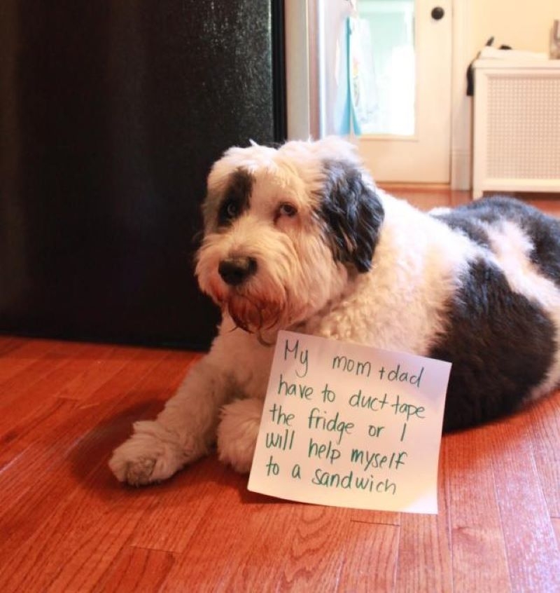 Apostamos que o cachorro faz bons sanduíches | Imgur.com/4yXI3bj