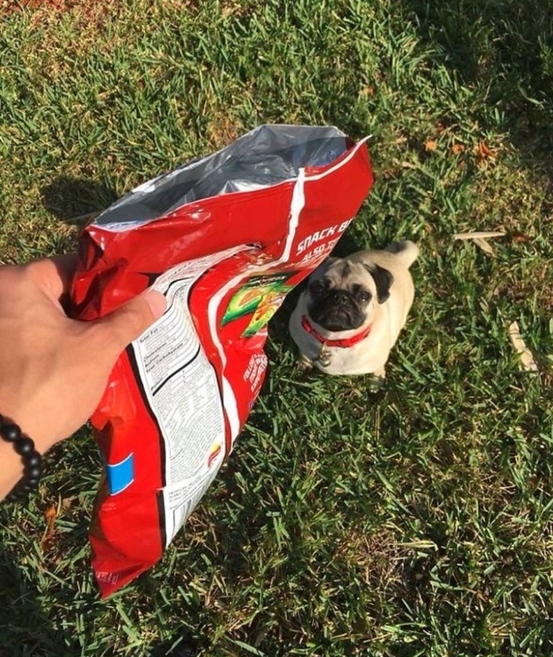 Los Doritos del cachorro | Imgur.com/4aDUHWX