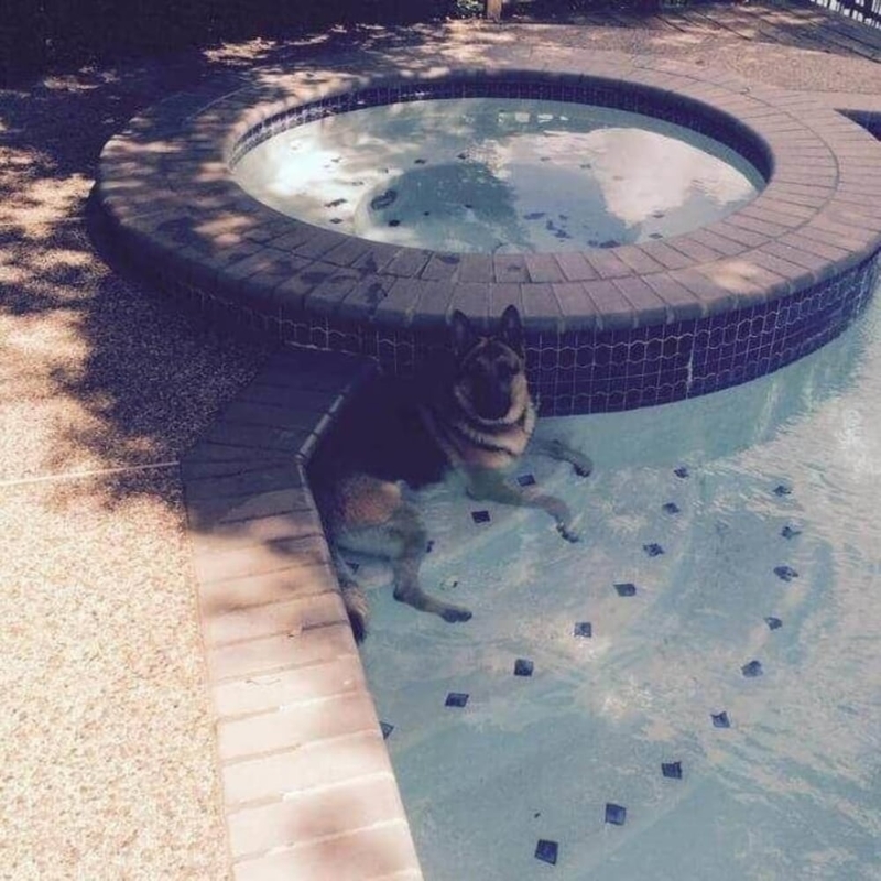 Relajándose en la piscina | Imgur.com/y405w2k