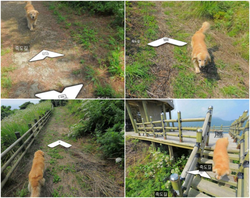 El perro de Google Earth | Imgur.com/MinimalResults