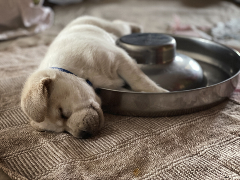 Perrito somnoliento | Getty Images Photo by Uwe Krejci