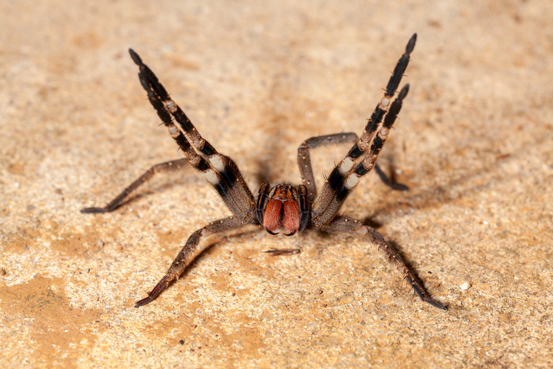 Brasilianische Wanderspinne | Shutterstock