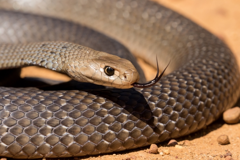 Östliche Braunschlange | Shutterstock