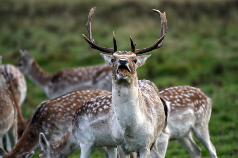 Hirsche | Alamy Stock Photo by Dave Bagnall