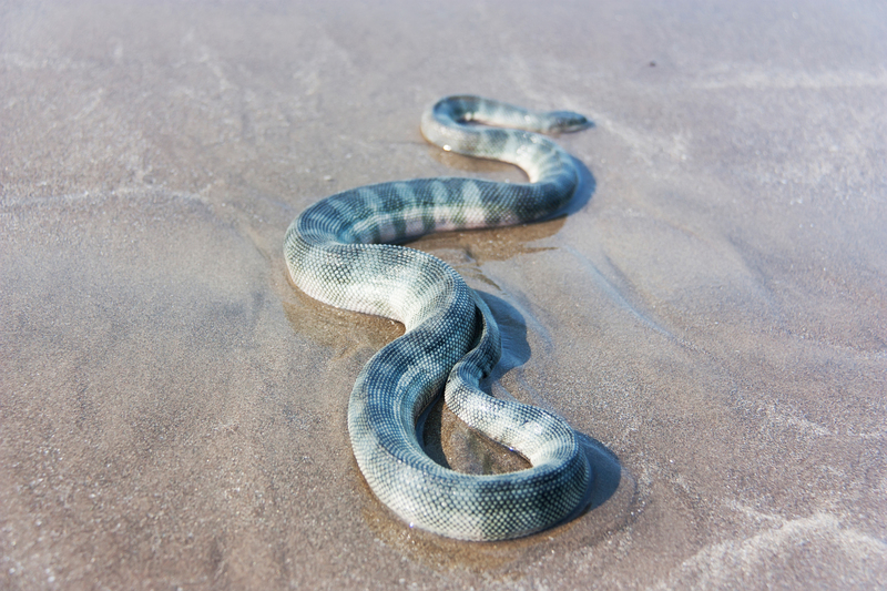 Schnabelköpfige Seeschlange | Shutterstock