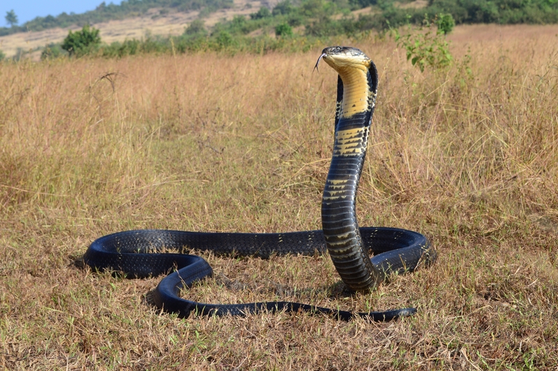 Die Königskobra | Shutterstock