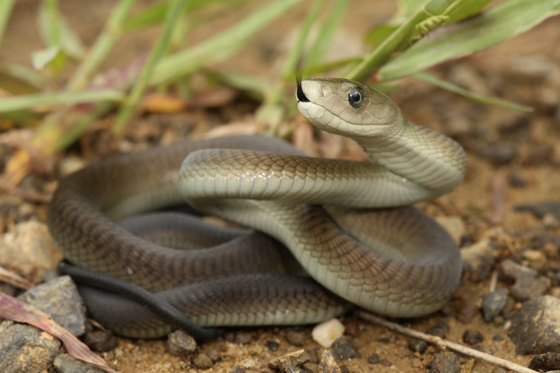 Die Schwarze Mamba | Shutterstock