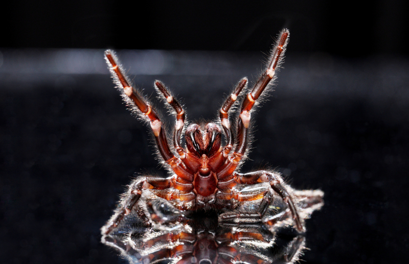 Australische Trichternetzspinne | Alamy Stock Photo by redbrickstock.com / Ian Waldie