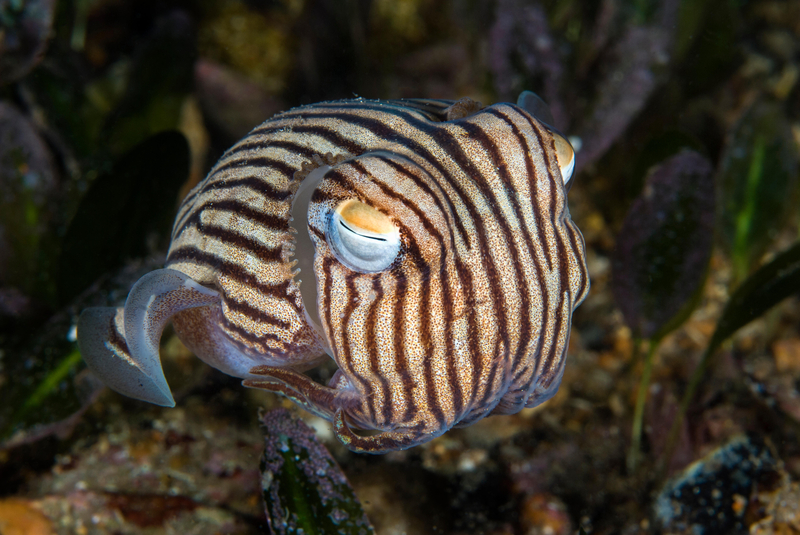 Gestreifte Pyjama Sepie | Alamy Stock Photo by Nature Picture Library / Alex Mustard