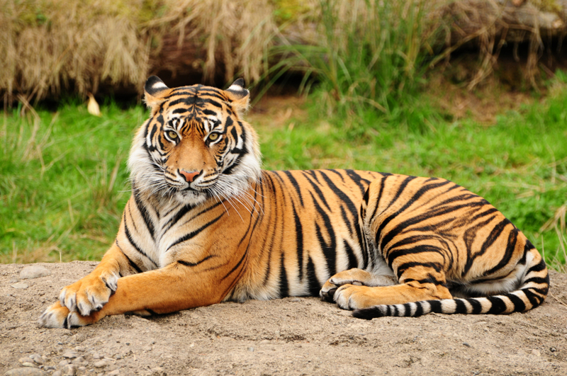 Königstiger | Shutterstock