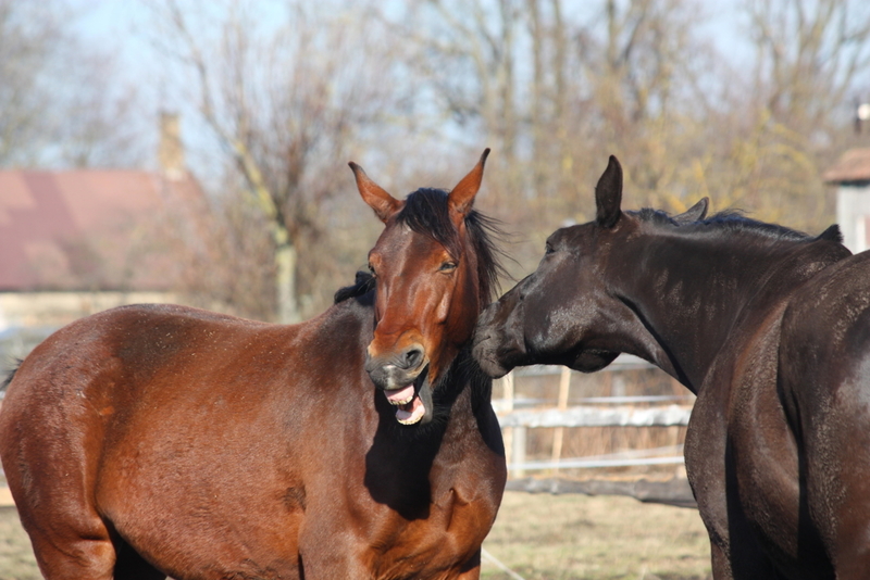 Pferde | Alamy Stock Photo by Anastasija Popova 