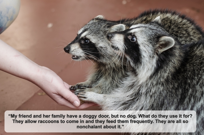 A Raccoon Door | Shutterstock