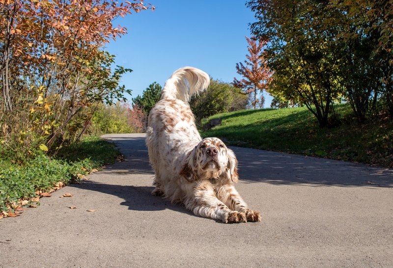 Yoga Fun | Shutterstock Photo by Dorothy.Wedel