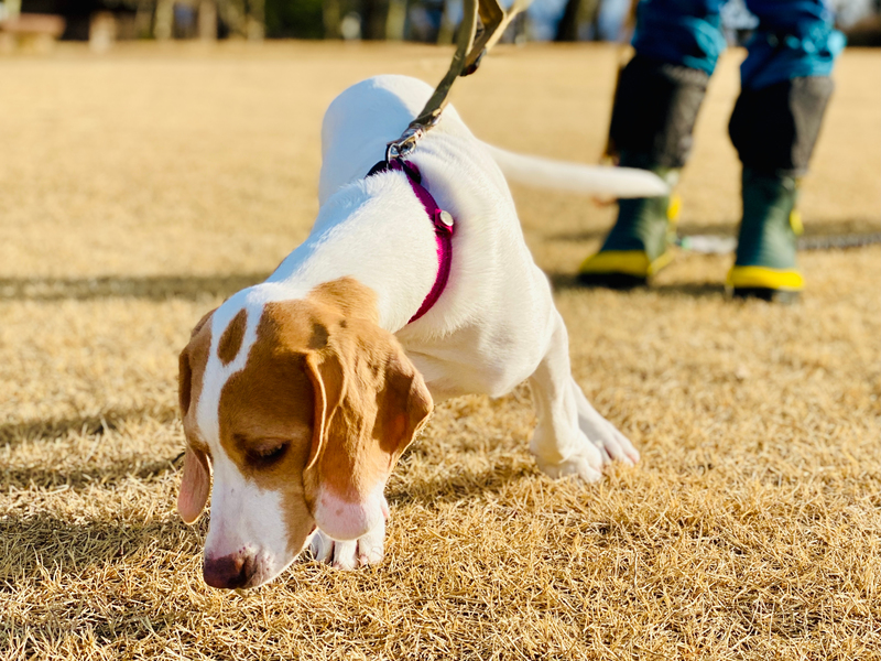 Smelling Everything | Shutterstock Photo by candy candy