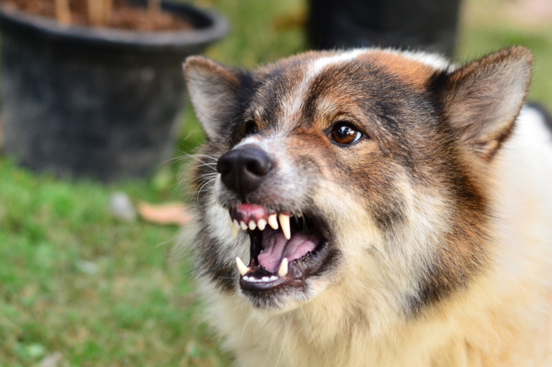 Growling (And Soft Growling) | Shutterstock Photo by Aree