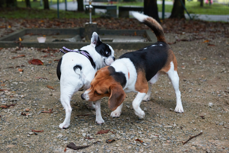 Sniffing Other Dogs' Butts | Shutterstock Photo by Spiky and I