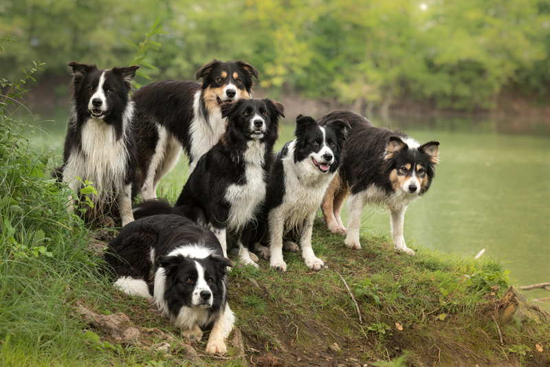 Pack Mentality | Shutterstock Photo by thka