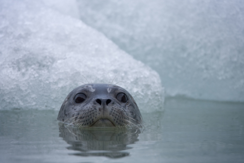 Dutzende von Robben | Getty Images Photo by Paul Souders