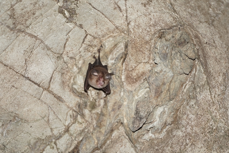 The Smallest Mammal in the World | Shutterstock Photo by Amarisa M