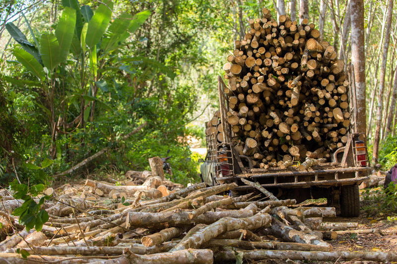 No Logging | Alamy Stock Photo by Crystite RF 