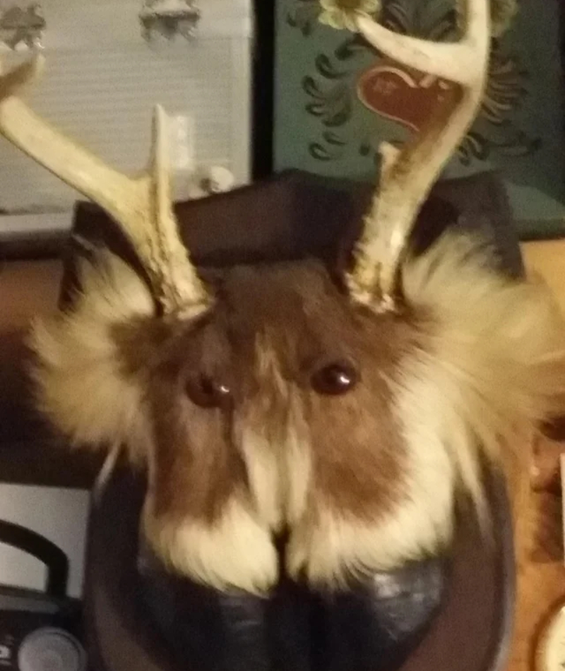 Like a Jackalope but Not as Cute | Reddit.com/LynRazzle831