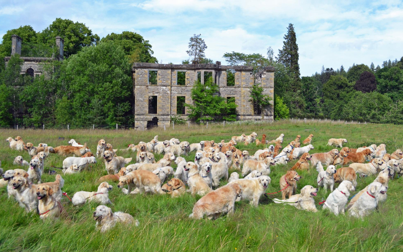 Guisachan Gathering Golden Retriever Festival – Scotland | Facebook/@guisachan