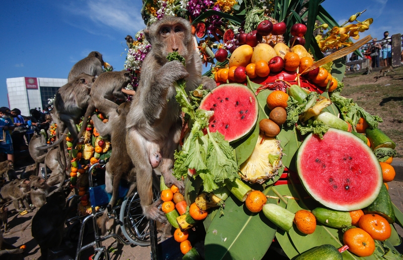 Lopburi Monkey Banquet – Thailand | Alamy Stock Photo by Chaiwat Subprasom/SOPA Images ZUMA Press Wire