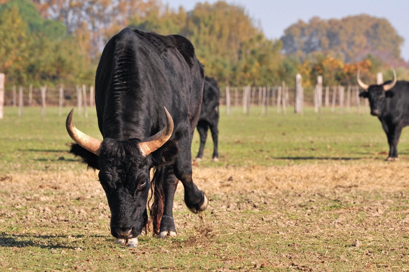 Anzeichen dafür, dass ein Bulle im Begriff ist, anzugreifen | Alamy Stock Photo by YAY Media AS 