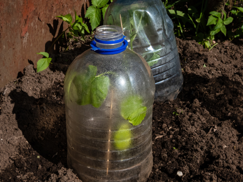 2-Liter-Gewächshaus | Shutterstock