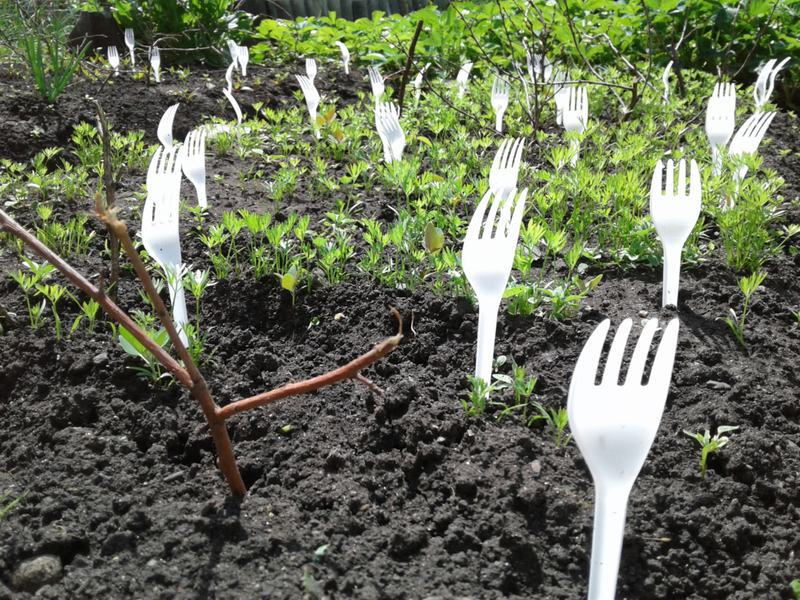 Die Gabel! Probiere diesen Hack aus, wenn Fido weiterhin in deinen wertvollen Garten pinkelt | Shutterstock