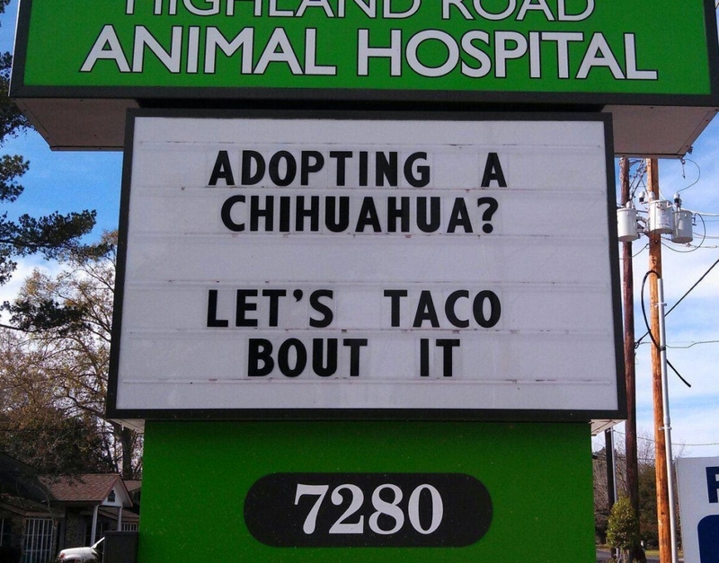 Chihuahuas bringen Energie wie Hauptfiguren | Facebook/@HighlandRoadAnimalHospital